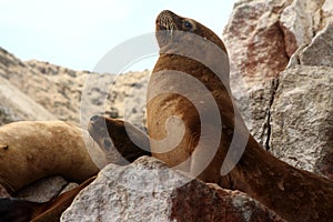 Fur Seal On The Ballestas Islands, Peru