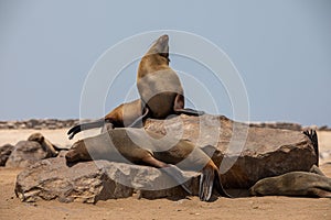 Fur seal in cape cross, Namibia