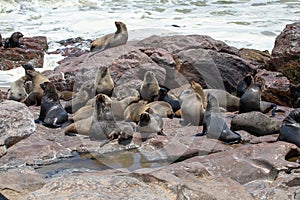 Fur seal in cape cross, Namibia