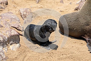 Fur seal in cape cross, Namibia