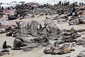 Fur seal in cape cross, Namibia