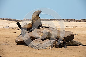 Fur seal in cape cross, Namibia