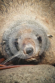 Fur seal close-up