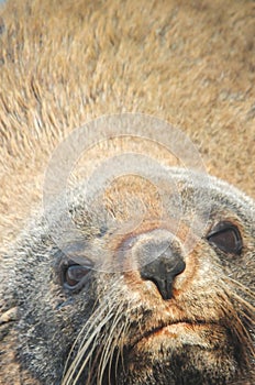 Fur seal close-up