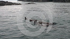 Fur seal dive in water of Pacific Ocean on background coast in Alaska.