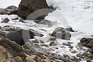 A fur seal entering the water of a rough ocean