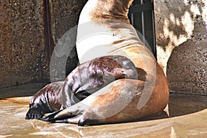 Fur seal family, cub sleeping on motherâ€™s stomach