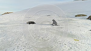 Fur seal family run on snow surface