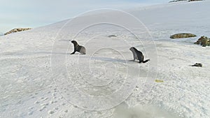 Fur seal family run on snow surface