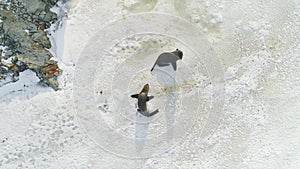 Fur seal family on snow surface top down view