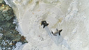 Fur seal family on snow surface top down view