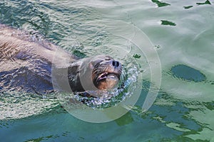 Fur seal floated to the surface to inhale