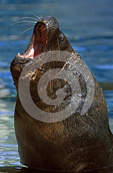 Fur Seal, Male Calling