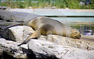 Fur seal mammal pinniped vertebrate predator photo