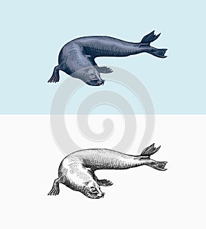 Fur seal. Marine creatures, nautical animal or pinnipeds. Vintage retro signs. Doodle style. Hand drawn engraved sketch