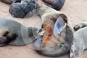 Fur seal mother feed her suckling baby close up, Colony of Eared Brown Fur Seals at Cape Cross,Namibia, South Africa