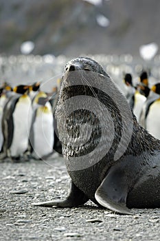 Fur Seal / Pelzrobben