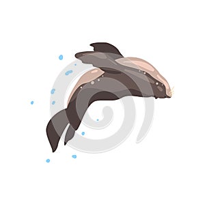 Fur seal performing in public in dolphinarium or circus vector Illustration on a white background