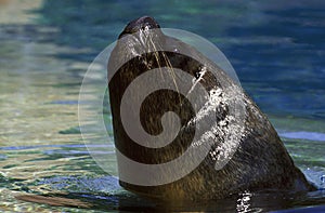 FUR SEAL, PORTRAIT OF MALE