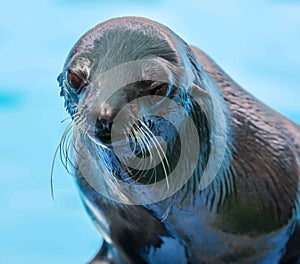 Fur seal portrait on nature