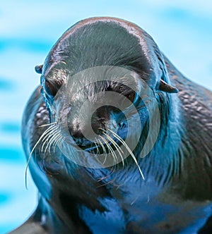 Fur seal portrait on nature