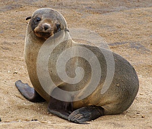 Fur seal pup