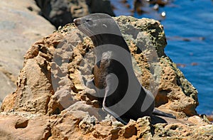 Fur Seal Pup on Rock