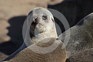 Fur seal pup, Skeleton Coast, Namibia