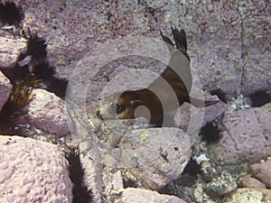 Fur seal puppy