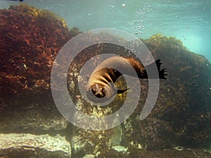 Fur seal puppy