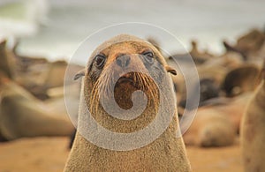 Fur seal puppy on the beach of the Atlantic Ocean.