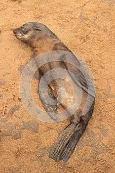 Fur seal puppy is lying on the beach of the Atlantic Ocean