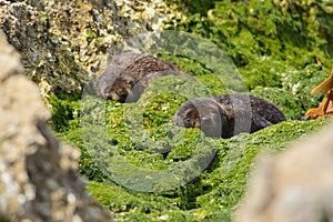 Fur seal pups