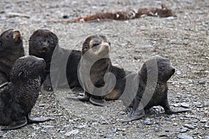 Fur seal pups