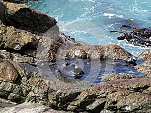 Fur Seal Pups Bathing, New Zealand