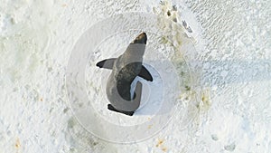 Fur seal rest on snow surface top down view