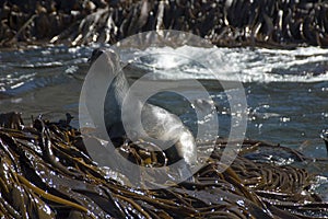 Fur seal resting on seaweed
