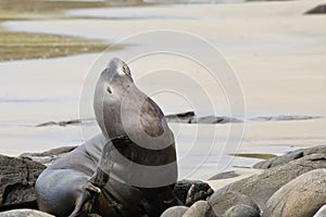Fur Seal Scratching
