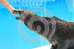 Fur seal with sharp fangs closeup