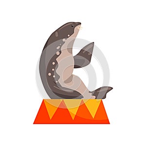 Fur seal sitting on a pedestal, sea animal performing in public in dolphinarium orcirus vector Illustration on a white