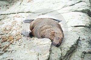 Fur seal sleeping on the shore, Kaikoura