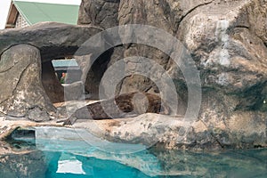 Fur Seal from South American (Arctocephalus australis)