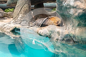 Fur Seal from South American (Arctocephalus australis)