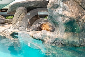 Fur Seal from South American (Arctocephalus australis)