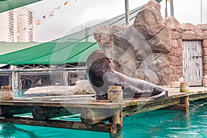 Fur Seal from South American (Arctocephalus australis)