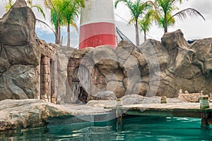 Fur Seal from South American (Arctocephalus australis)