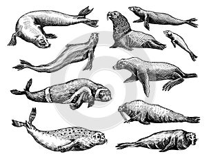 Fur seal, steller sea lion and walrus, ribbon and elephant, earless and harbor seal. Marine creatures, nautical animal