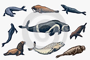 Fur seal, steller sea lion and walrus, ribbon and elephant, earless and harbor seal. Marine creatures, nautical animal