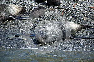 Fur seal sun baking on beach