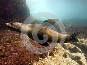 Fur seal swimming